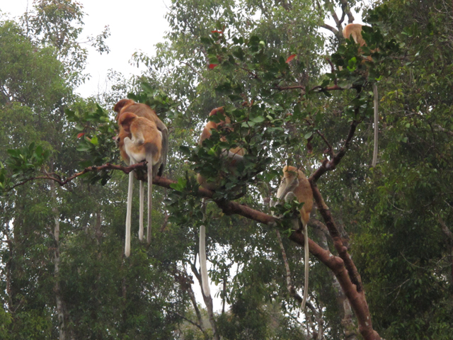 Monos narigudos de Borneo